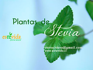 Stevia Chilena Estevida
