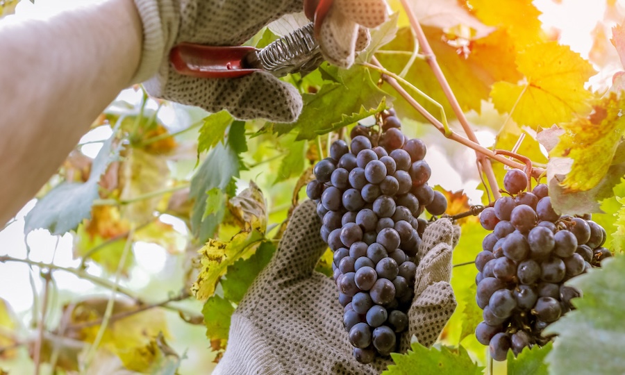 Vendimia en el Valle del Maipo: Un Festn de Cultura y Sabor